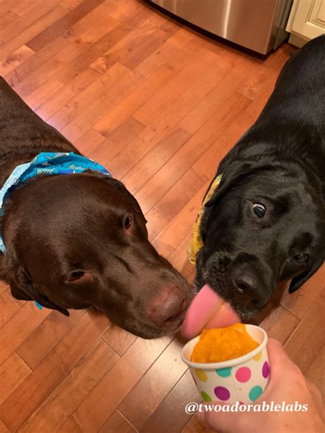 Pumpkin Pup Cups Two Adorable Labs