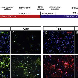 T Driven Fetal And Adult Nsc Derived Opcs Differentiation In Mature