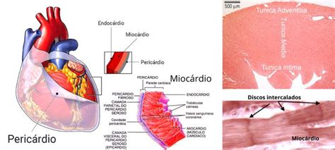 Cora O Humano Anatomia Histologia Fisiologia E Doen As Vascular