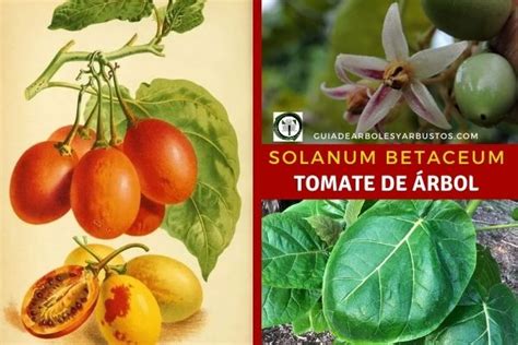 GuÍa De Árboles Y Arbustos De Los Bosques Comestibles Tomate De Árbol