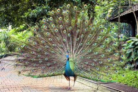 Kuala Lumpur Bird Park Kuala Lumpur Book Tickets Tours Getyourguide