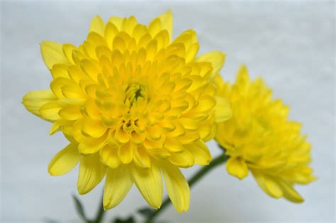 Bunga Krisan Kuning Chrysanthemum Sp Foto Stok Unduh Gambar Sekarang