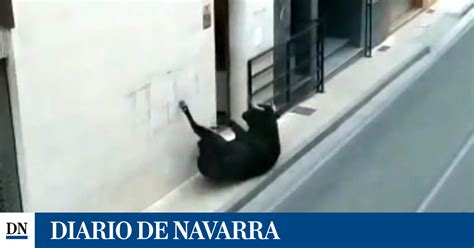 Fiestas Cintru Nigo Un Toro Rezagado Choca Violentamente Contra