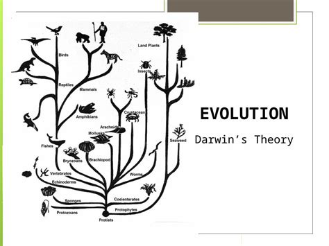 (PPTX) EVOLUTION Darwin’s Theory - DOKUMEN.TIPS