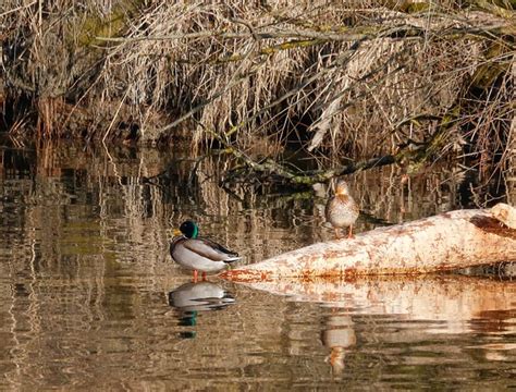 Burung Bebek Ilmu Foto Gratis Di Pixabay Pixabay