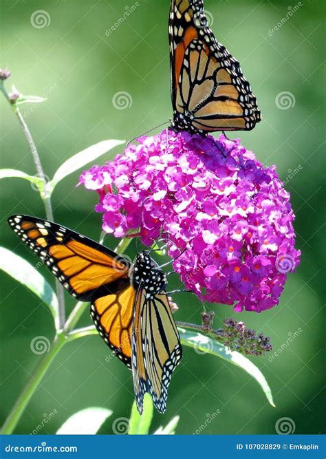 Las Mariposas De Monarca Del Lago Toronto En El Buddleja Florecen