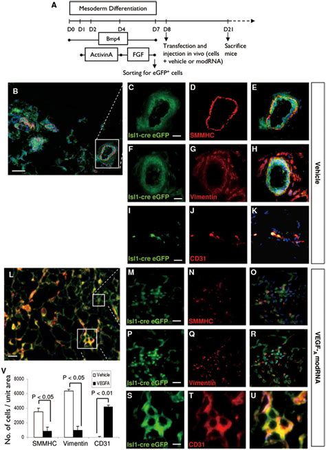 Vegf A Drives Differentiation Of The Human Isl Progenitors Toward An