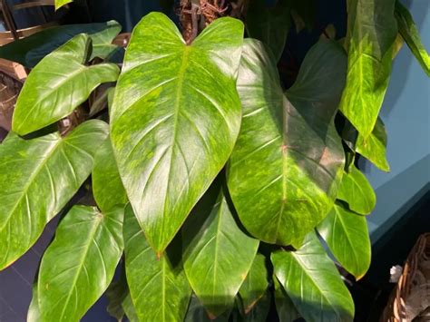 Philodendron Erubescens Care Blushing Philodendron Guide