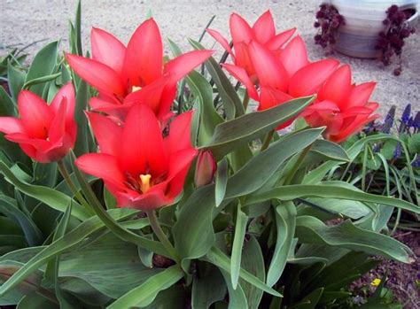 Wallpaper Tulips Flowing Flowers Flowerbed Soil Herbs 1920x1180