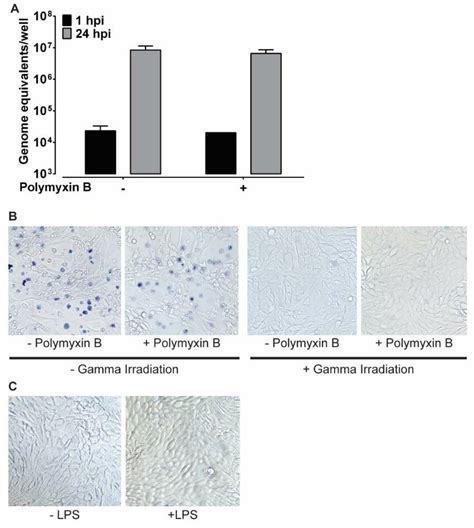 Fig S2 Lipopolysaccharide Does Not Enhance Gii4 Replication And