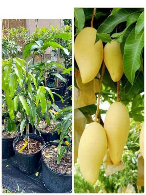 Thai Favorite Mango Nam Doc Mai Grafted Mango Tree Home And Living Ferns