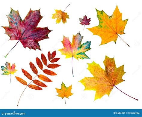 Autumn Colored Leaves Royalty Free Stock Images Image