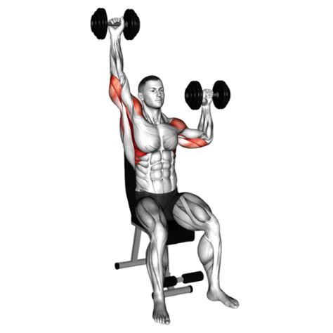 How To Do A Dumbbell Seated Shoulder Press Correctly 2025