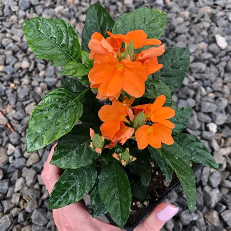 Crossandra 'Orange' - Firecracker Flower (4.5" Pot) | Little Prince To Go