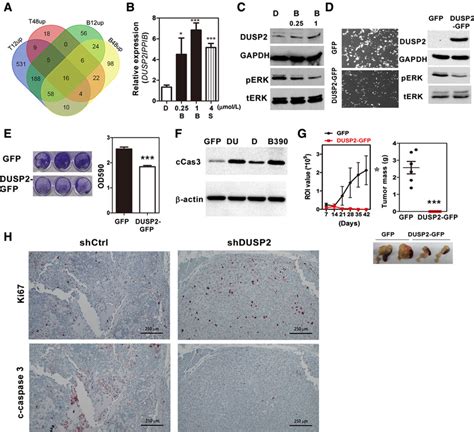 Exogenous Expression Of DUSP2 Inhibits Pancreatic Tumor Formation A