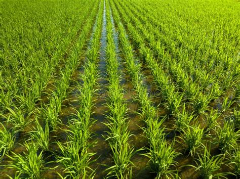 Rows Of Freshly Planted Green Rice In Flooded Fields Stock Image