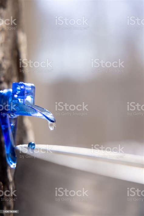 Droplet Of Sap Flowing From Maple Tree Into A Pail Stock Photo