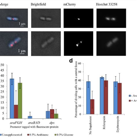 abbreviations flp flippase recombinase fros fluorescent