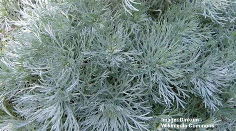 Silver Mound Care How To Grow Silver Mound Artemisia