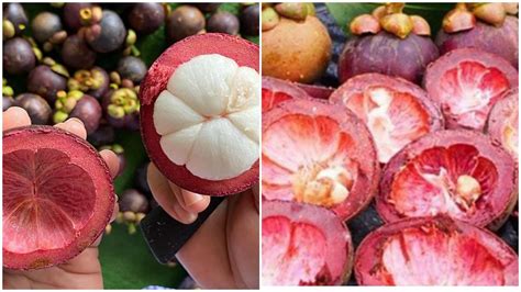 Jangan Dibuang Inilah 10 Manfaat Kulit Buah Manggis Untuk Kesehatan