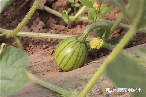 在西瓜膨瓜后期，浇水和施肥有诀窍，最重要的是这几点应进行