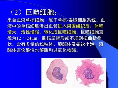 01炎症 病理学word文档在线阅读与下载无忧文档