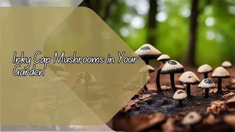 The Marvels Of Inky Cap Mushrooms In Your Garden