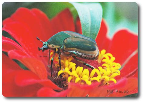 Beetle Or Bee Green June Beetle Cotinus Nitida — Bug Of The Week