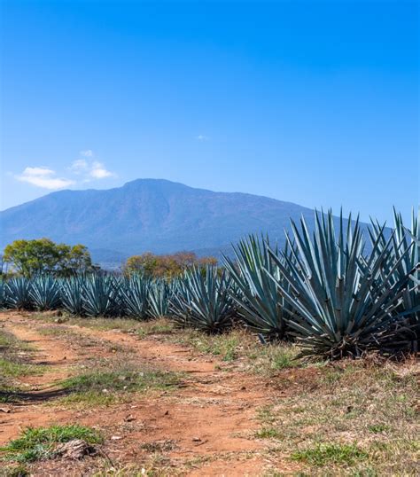 Tequila Azteca Azul Plata Y Reposado