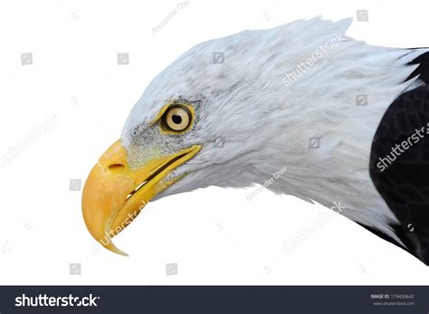 Bald Eagle Isolated On White Background Stock Photo 179450642 ...