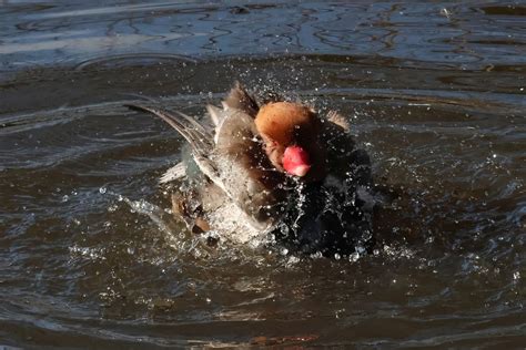 Pochard Fuligule Rousse Canard Photo Gratuite Sur Pixabay Pixabay