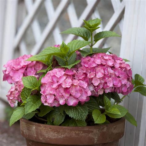 Allow Your Hydrangea To Grow And Let Some Of Its Stems Grow In Such A Way That The Fully Grown