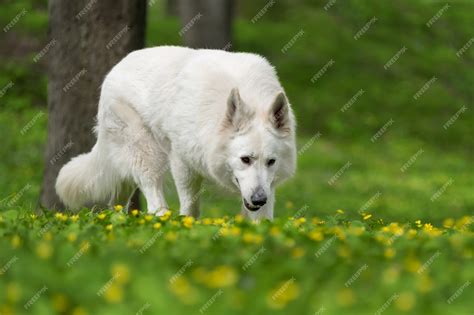 White German Shepherd Wolf Hybrid