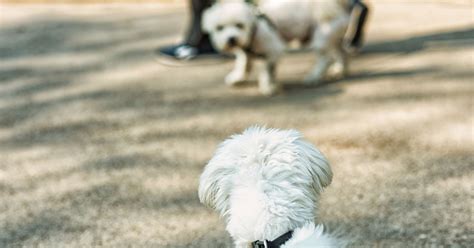 Why Do Dogs Whimper When They See Other Dogs