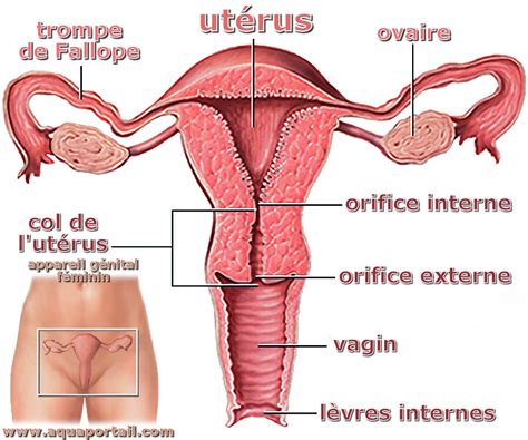 Utérus Définition Et Explications