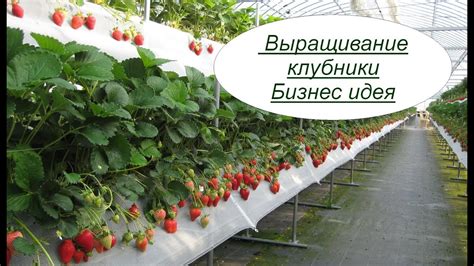 Выращивание клубники. Бизнес идея - YouTube