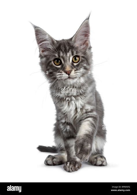 Very Cute Blue Tabby Maine Coon Cat Kitten Sitting Facing Front Looking Straight At Lens With