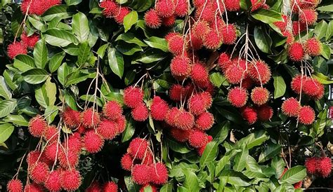 Ceylon Rambutan Roves Food Beverage Pvt Ltd