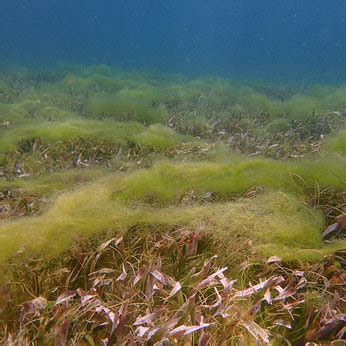 Seagrass Ecosystem Dominated By Thalassia Testudinum And Syringodium