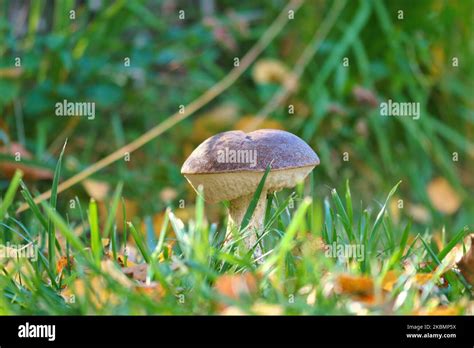 Chestnut Brown Cap Mushroom On The Forest Floor With Moss And Pine