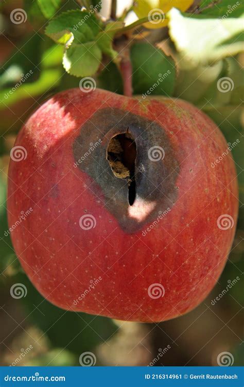 A Flash Gala Apple Damaged By Hail Stock Image Image Of Damaged