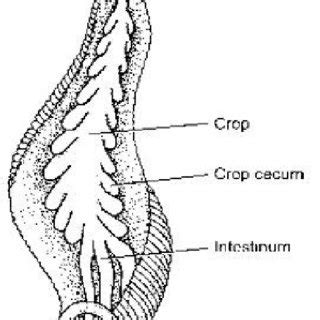 Digestive system of Leech(17) | Download Scientific Diagram