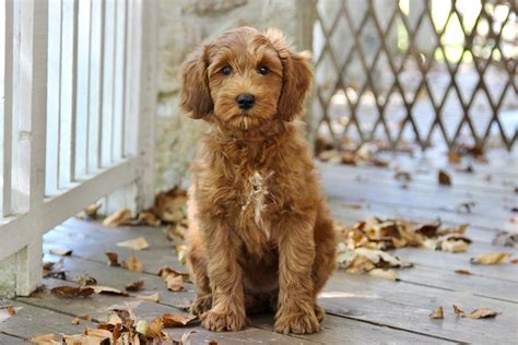 Puppies — Harvest Labradoodles