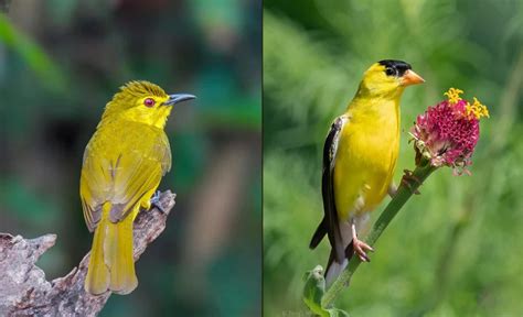 Yellow Warbler Vs Goldfinch Birds Of Similar Color Bird Guidance