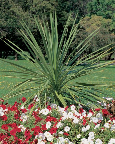 Dracena Spike Farmfield Greenhouses Carl Broggi Hwy Lebanon