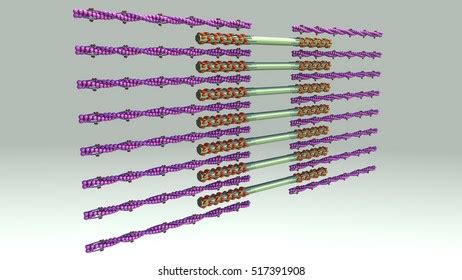 19 Troponin Complex Images Stock Photos Vectors Shutterstock