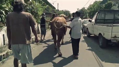 Sapi Qurban Ngamuk Sebelum Di Sembelih Youtube