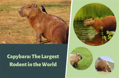 Capybara The Largest Rodent In The World Habitat Diet And Info