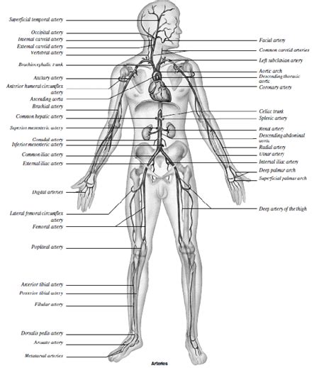 Review Sheet Exercise 30 Anatomy Of The Heart Flashcards Exercise Poster