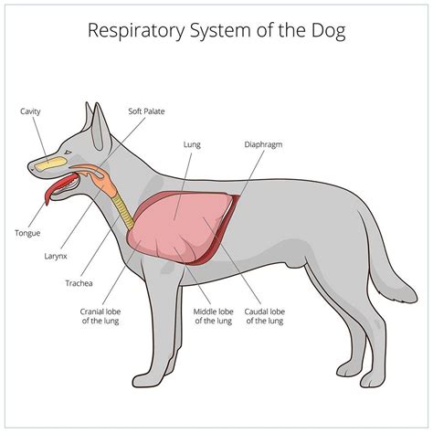 Vet Tech School Vet Tech Student Vet Medicine Veterinary Medicine